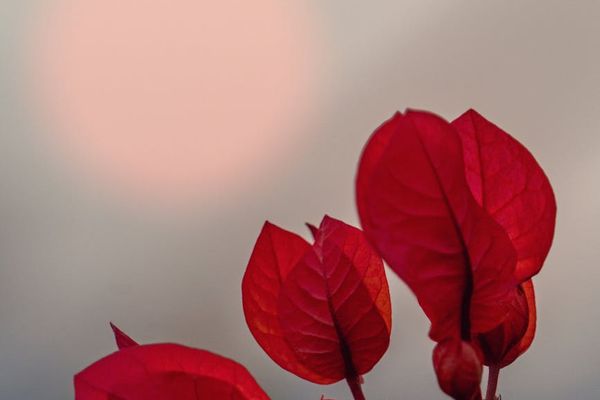 Close up of clear eyes reflecting warm orange sunset light