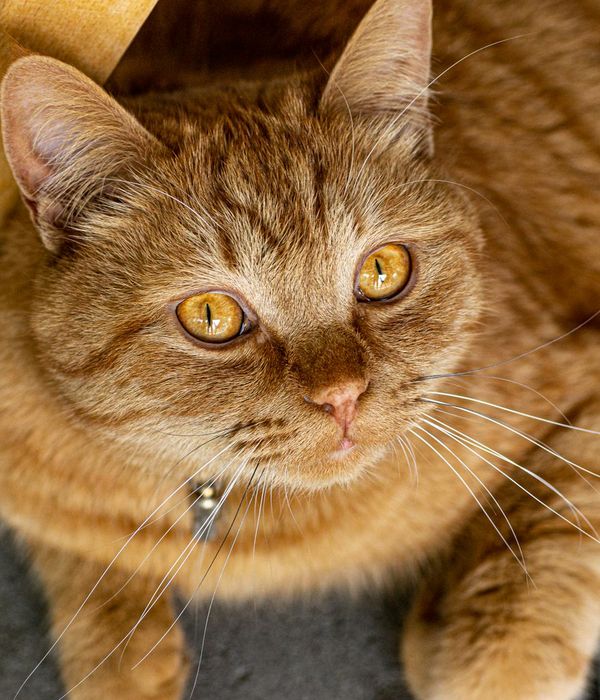 Woman sitting peacefully with closed eyes in warm amber light